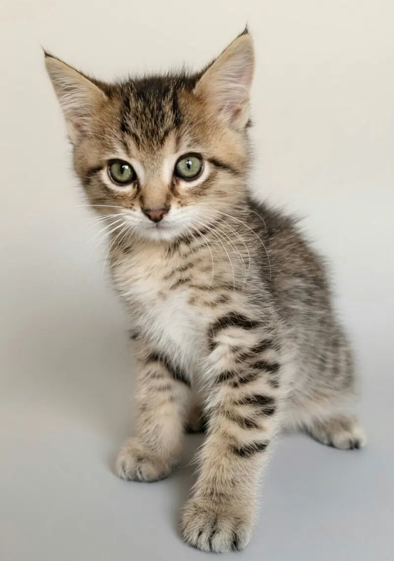 Cyril, a male kitten up for adoption