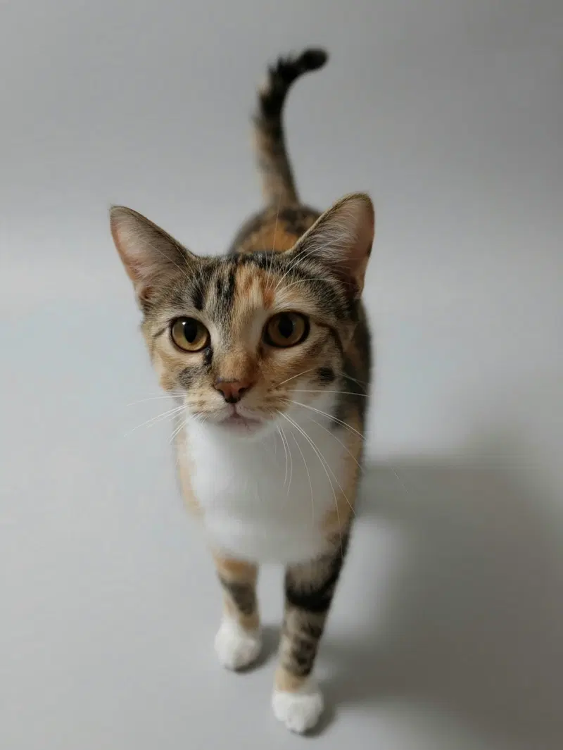 Lottie, an adult female cat up for adoption