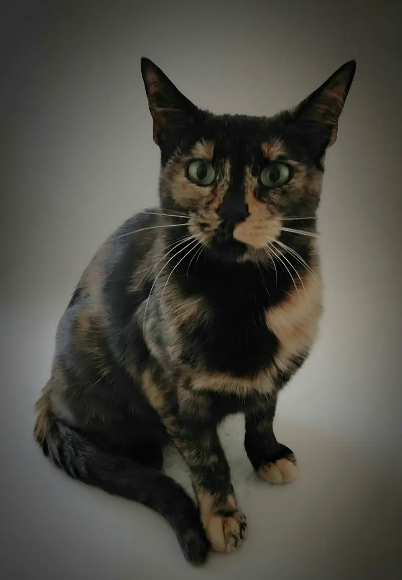 Penny, photo 2