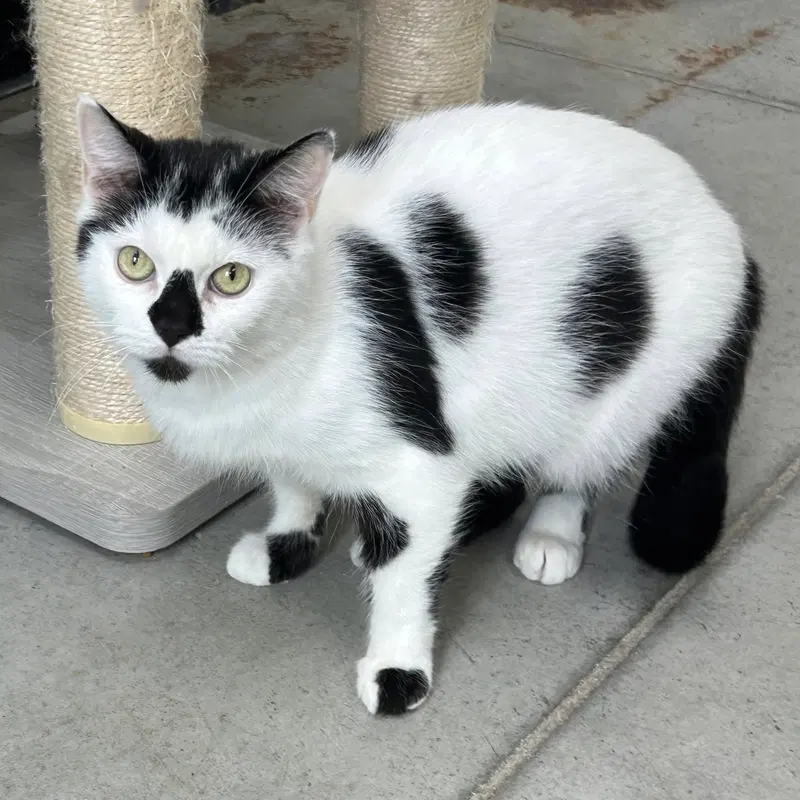 Smudge, photo 2