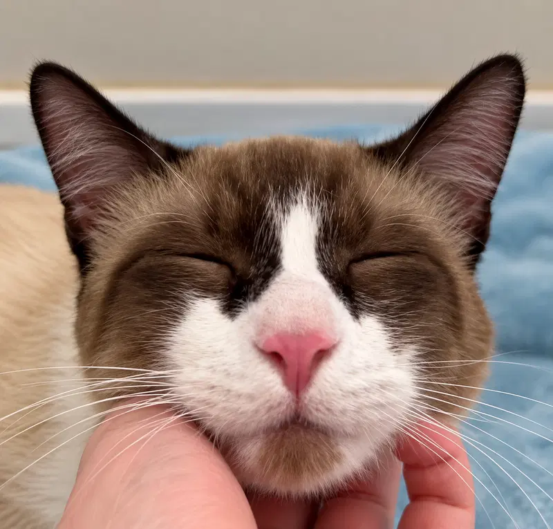Charlie, a young male Snowshoe cat up for adoption