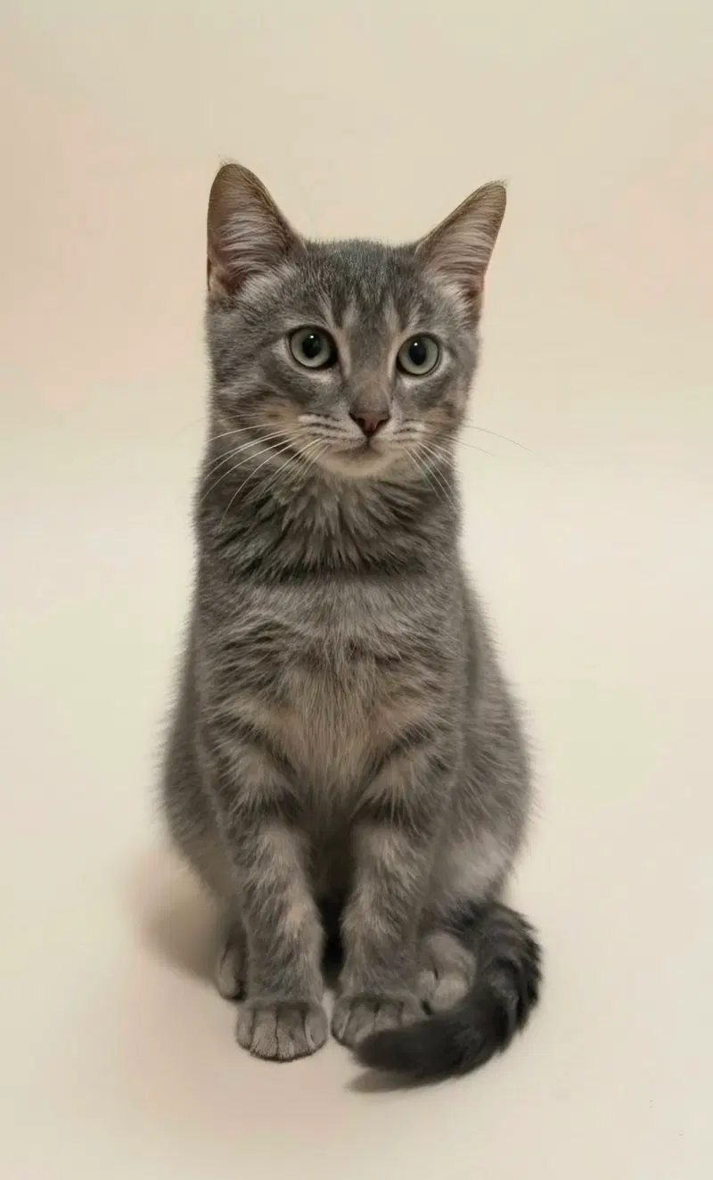 Subie, a male kitten up for adoption