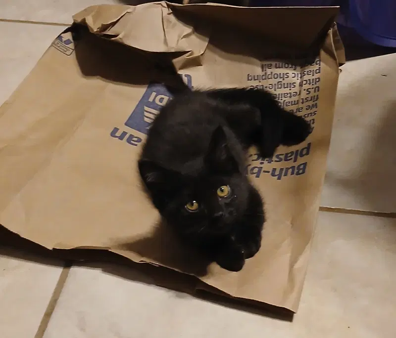 Gimpy, a cat up for adoption