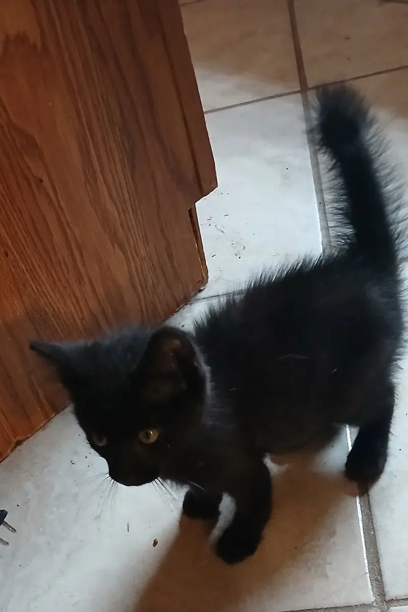 Gimpy, photo 2