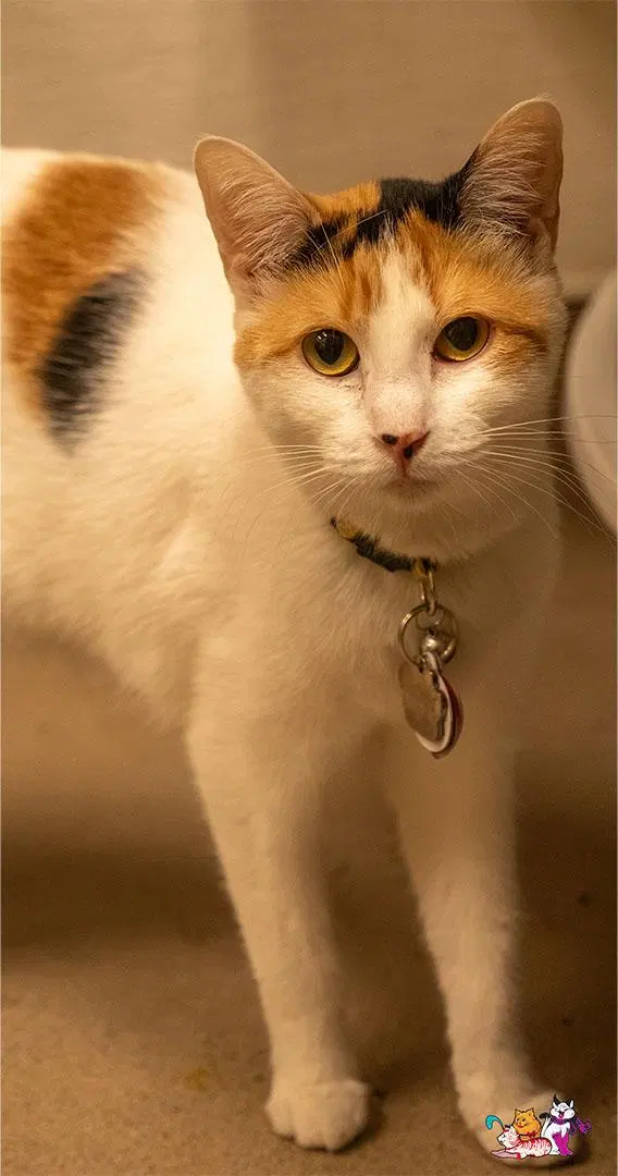 Sunflower, an adult female Calico cat up for adoption