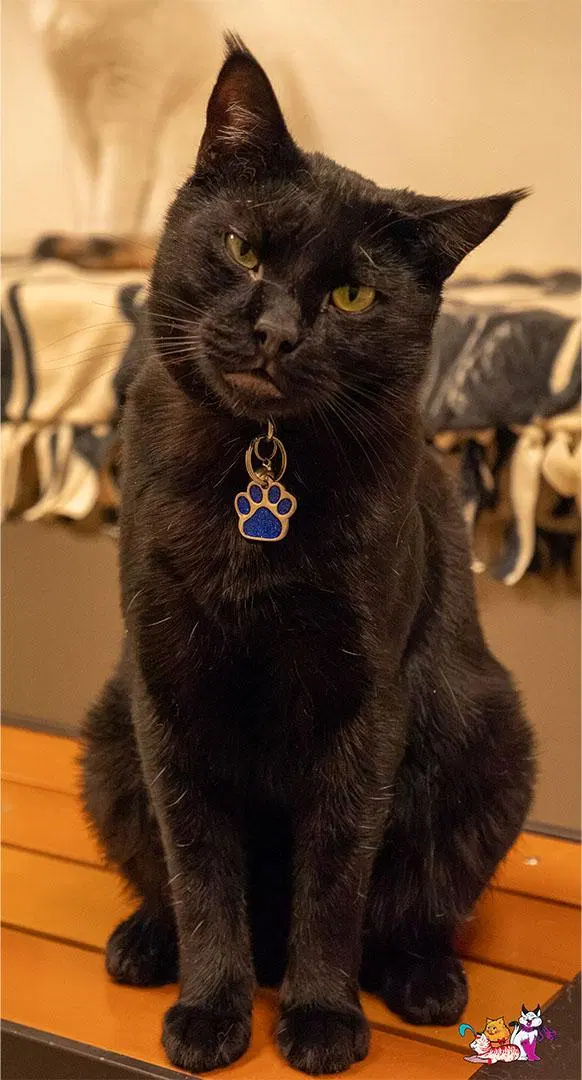 Kanye, an adult male cat up for adoption