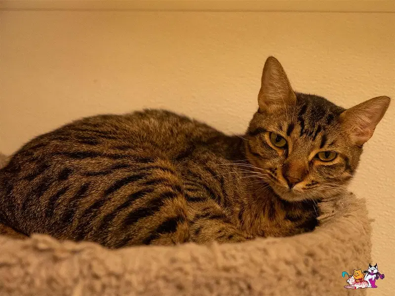 Reeces, a young male Tabby cat up for adoption