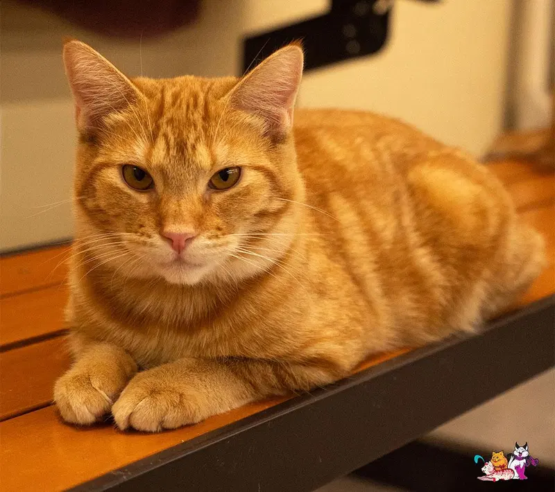Praline, a young male Tabby cat up for adoption