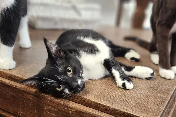 Oreo, a young male cat up for adoption