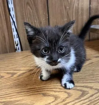 Oreo, photo 3