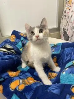 Kitten, a young female Dilute Calico cat up for adoption