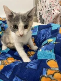 Kitten, photo 2