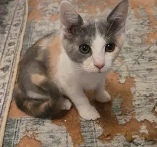 Kitten, photo 3