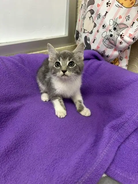 Bad Bunny, a male Tabby kitten up for adoption