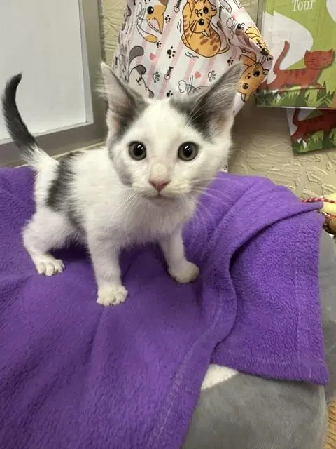 Jinu, a male kitten up for adoption