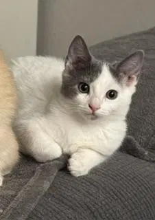 Rumi, a female kitten up for adoption