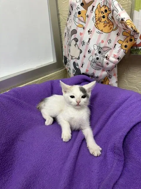 Zoey, a female Dilute Calico kitten up for adoption