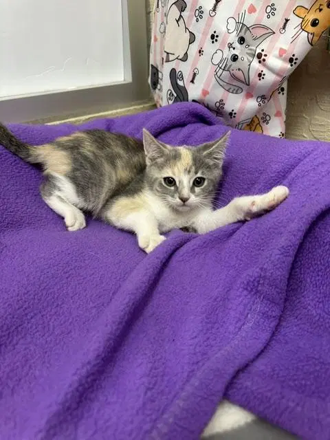 Mira, a female Dilute Calico kitten up for adoption