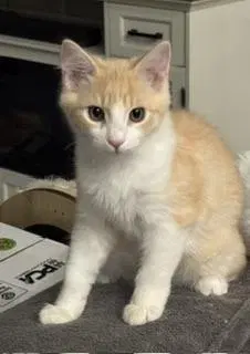 Toulouse, a male kitten up for adoption