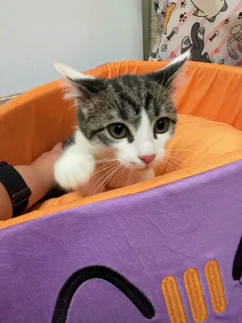 Pete, a male Tabby kitten up for adoption