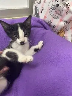 Kitten, a female kitten up for adoption