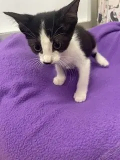 Kitten, photo 2