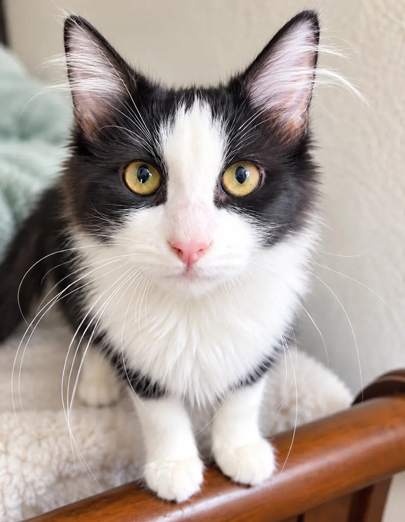 Flower, a young male Tuxedo cat up for adoption