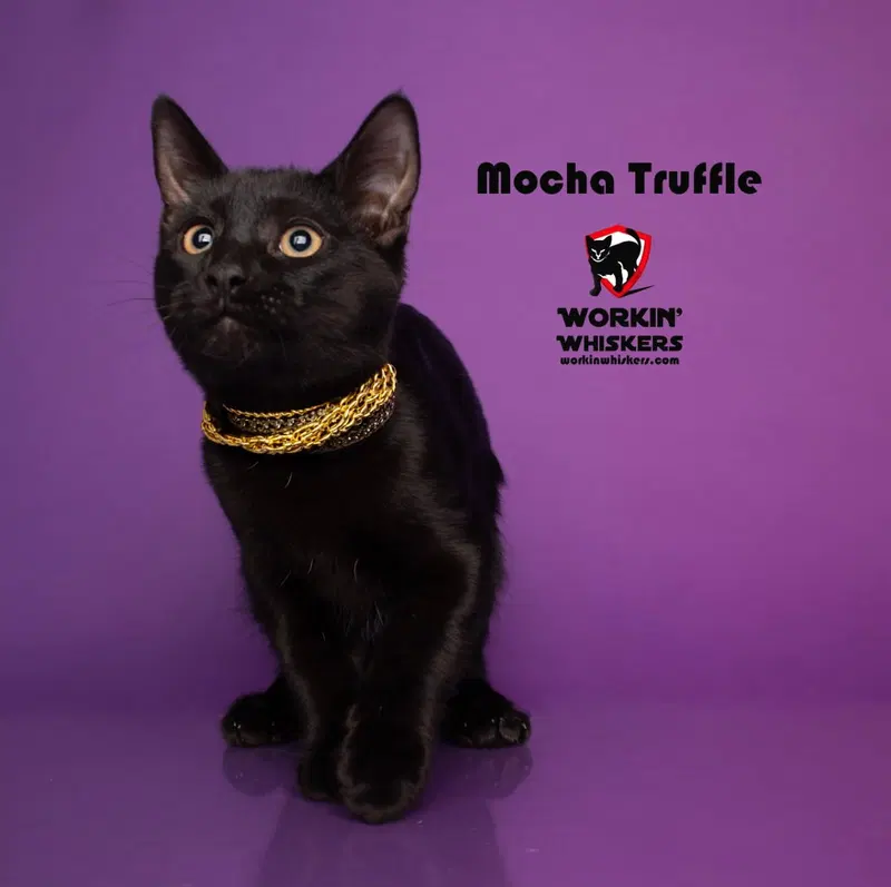 Mocha Truffle, a male Bombay kitten up for adoption