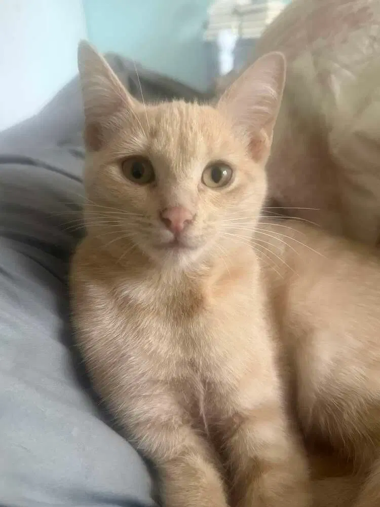 Tofu, a male kitten up for adoption