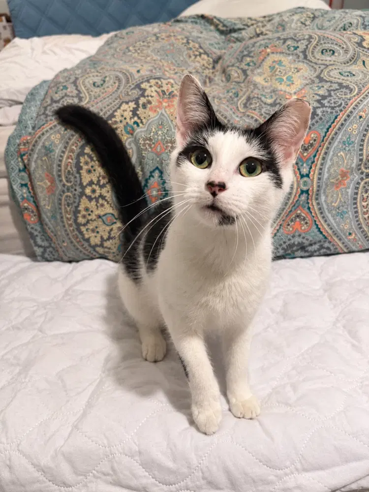 Camillia, a young female cat up for adoption