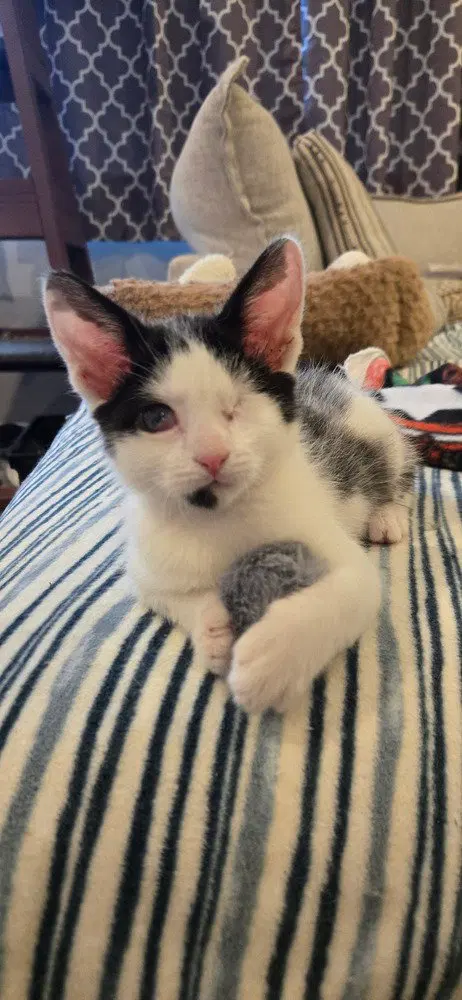 Franklin, a male kitten up for adoption