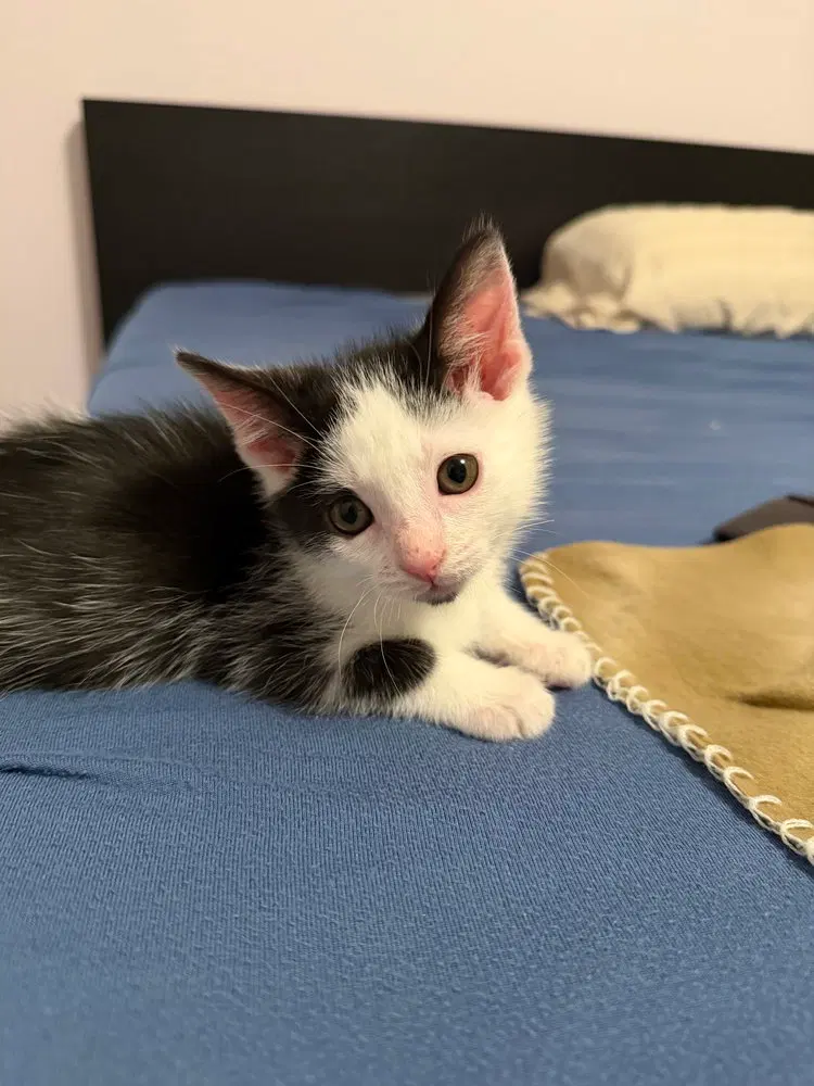 Charles, a male kitten up for adoption