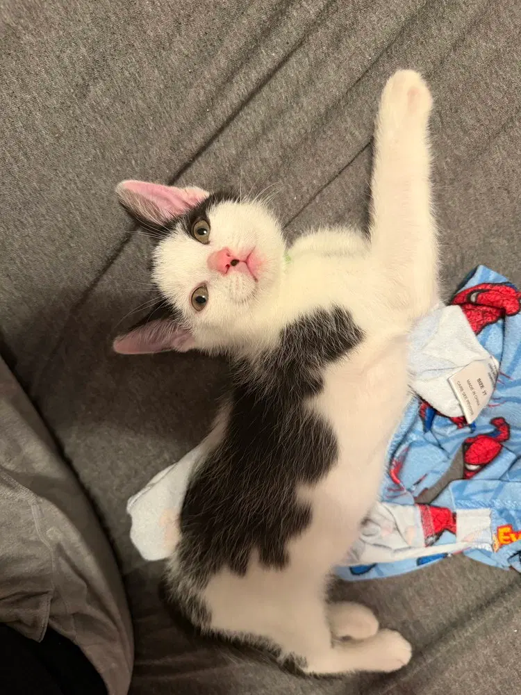 Winston, a male kitten up for adoption
