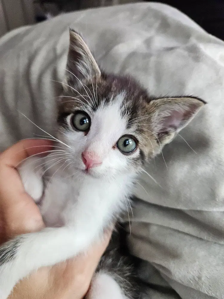 Roscoe, a male kitten up for adoption