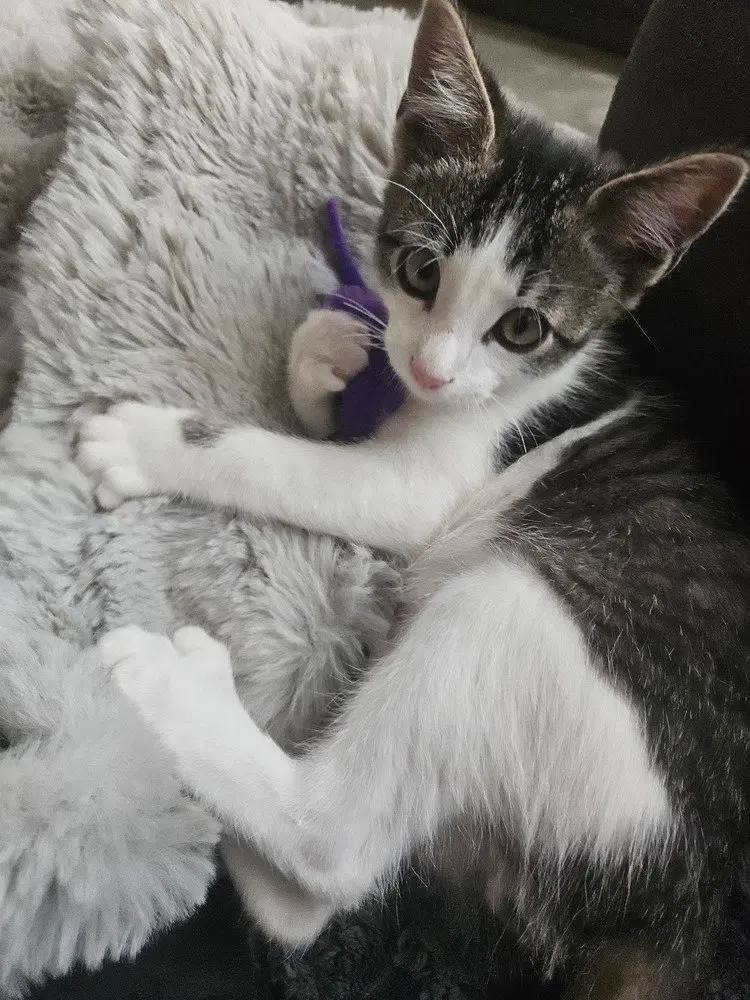 Roscoe, photo 3
