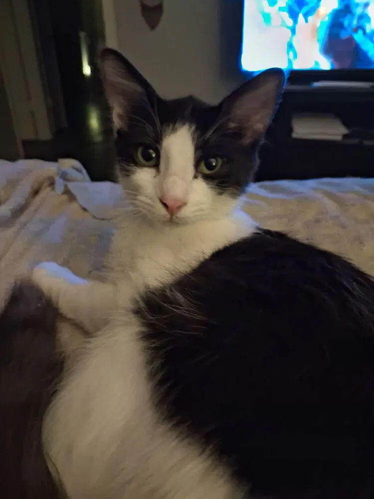 Sam I Am, a male kitten up for adoption