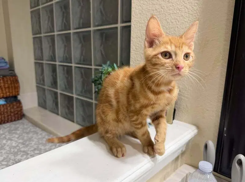 SpongeBob, a male kitten up for adoption