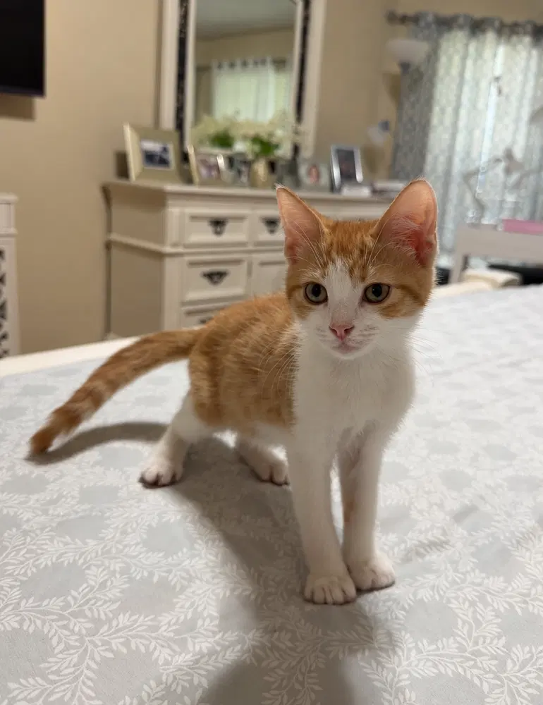 Patrick, a male kitten up for adoption