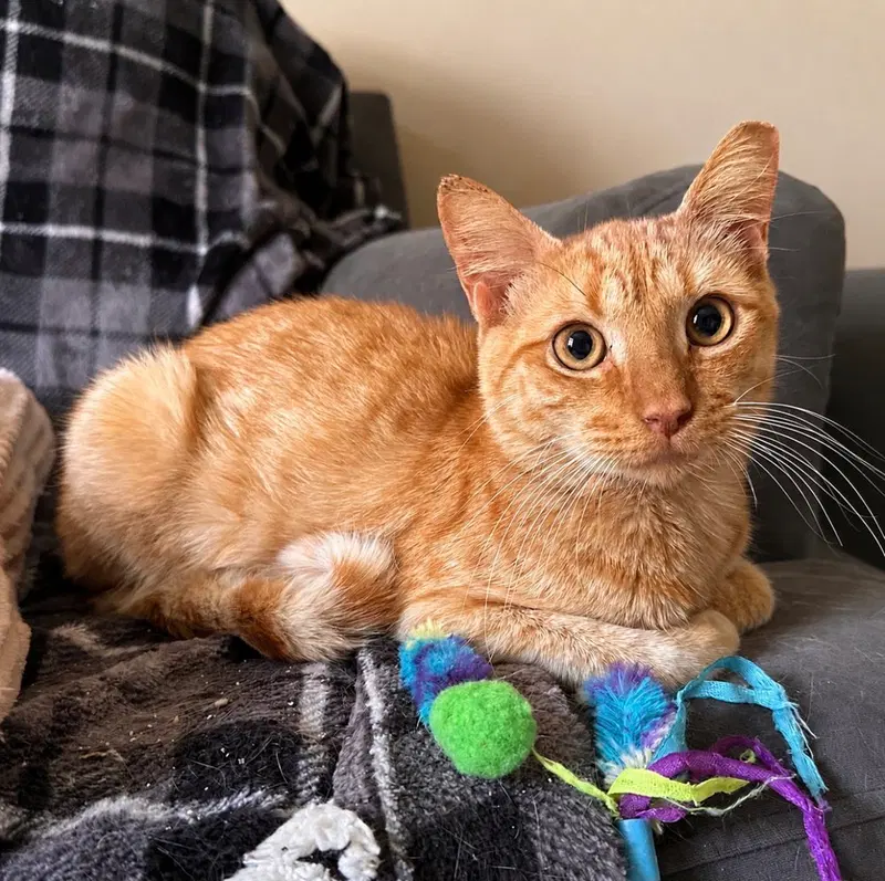 Enzo, an adult male cat up for adoption
