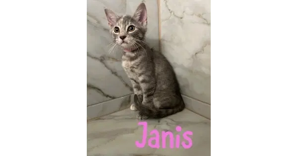 Janis, a female kitten up for adoption