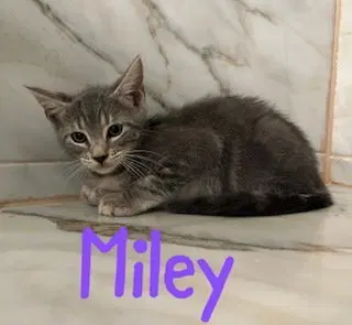 Miley, a female kitten up for adoption