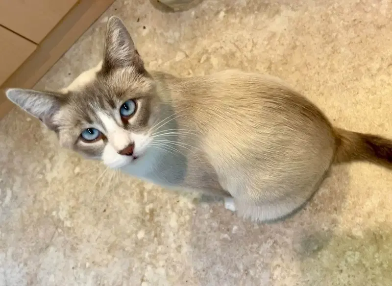 Odette, an adult female cat up for adoption