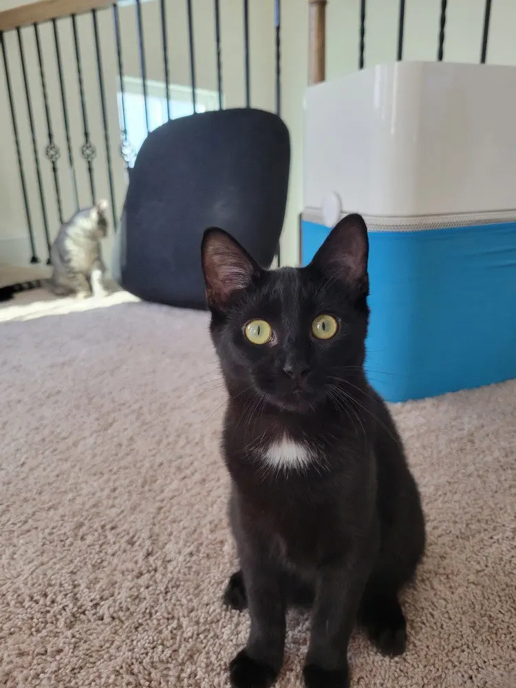 Joe, a male kitten up for adoption