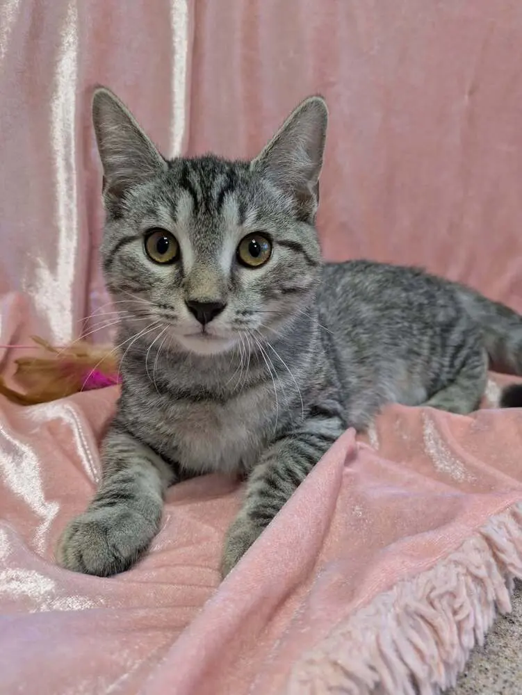 Whopper, a male kitten up for adoption
