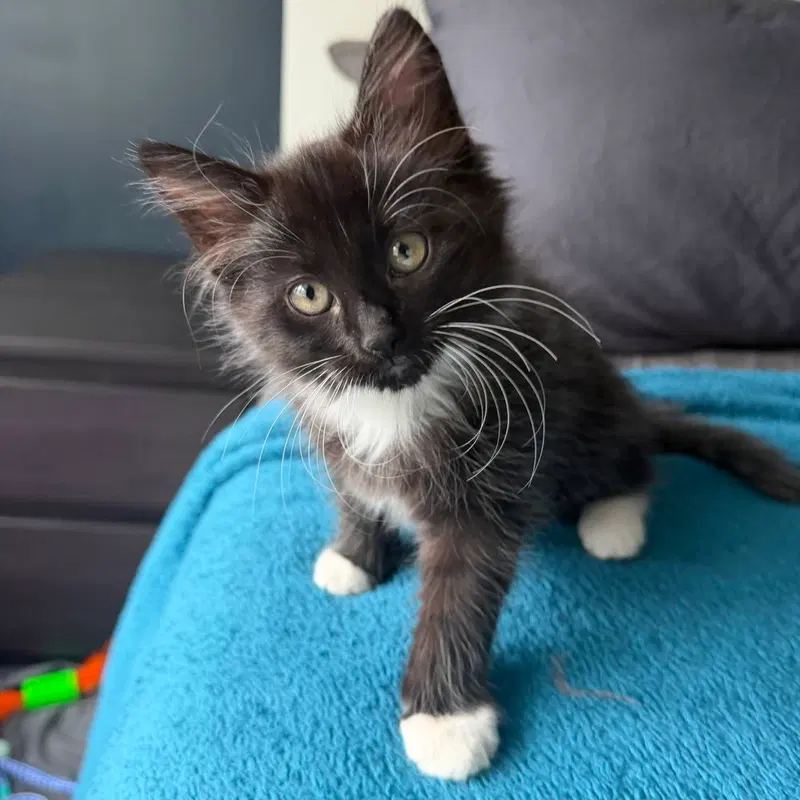 Kinder, a female kitten up for adoption