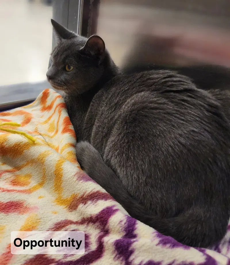 Opportunity, photo 2