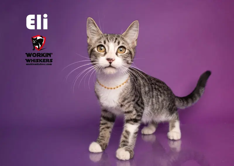 Eli, a male Egyptian Mau kitten up for adoption