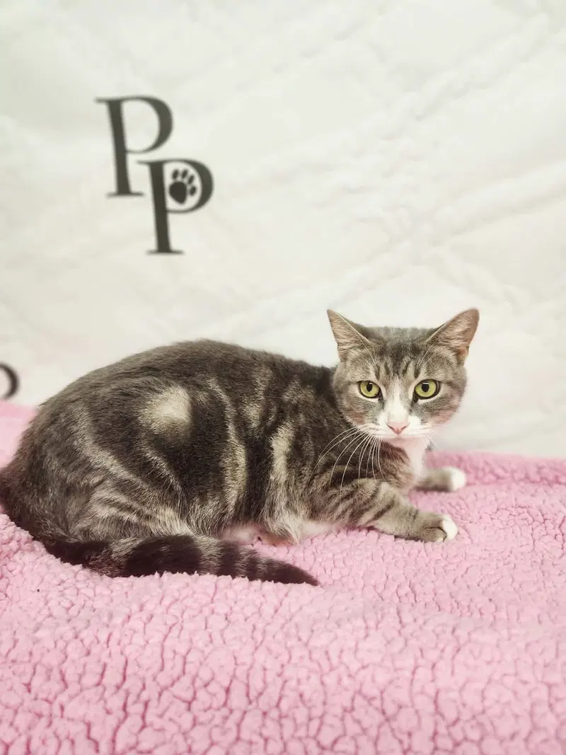Miranda, an adult female cat up for adoption