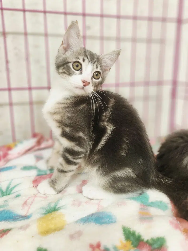 Waylon Jennings, a female kitten up for adoption