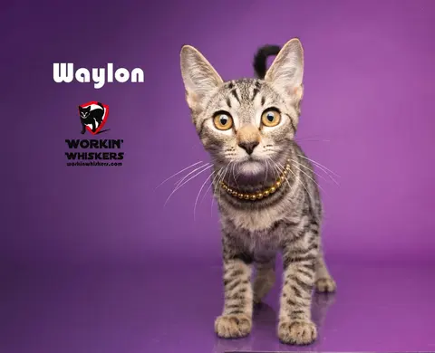 Watch the video of Waylon
